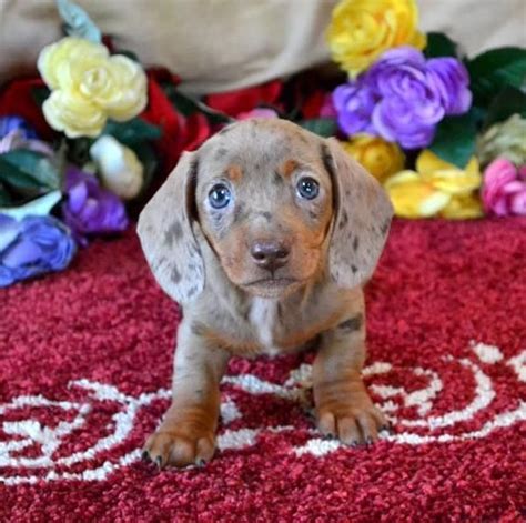 Puppies for Christmas. . Dachshund puppies craigslist